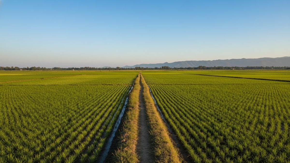 can-nri-oci-buy-agricultural-land-in-india Green rice fields stretching to the horizon, illustrating whether an NRI or OCI can buy agricultural land in India